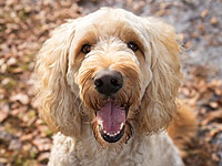 Salon Beauty Dog